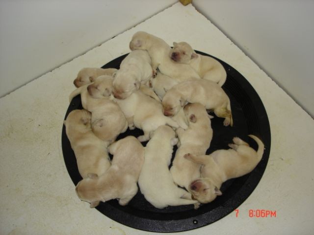 Yew's Pups 1 wk 002.jpg